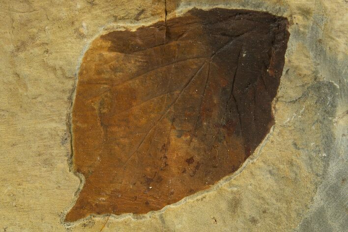 Fossil Leaf (Beringiaphyllum) - Montana #327201